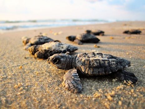 118373127_1229101104130908_2907633676670965070_o